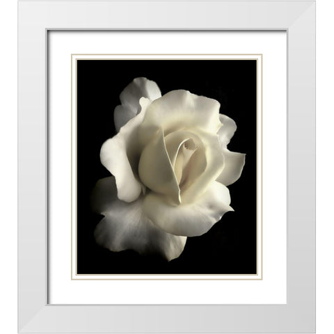 Rose White 1 White Modern Wood Framed Art Print with Double Matting by Schell, Jennie Marie