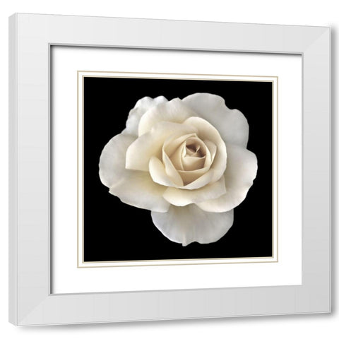 Rose White 2 White Modern Wood Framed Art Print with Double Matting by Schell, Jennie Marie