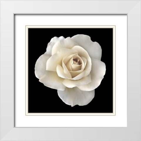 Rose White 2 White Modern Wood Framed Art Print with Double Matting by Schell, Jennie Marie