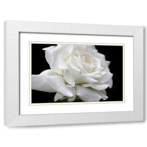 Rose White 3 White Modern Wood Framed Art Print with Double Matting by Schell, Jennie Marie
