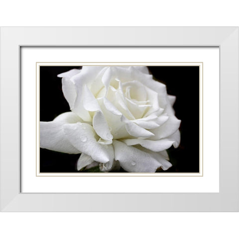 Rose White 3 White Modern Wood Framed Art Print with Double Matting by Schell, Jennie Marie