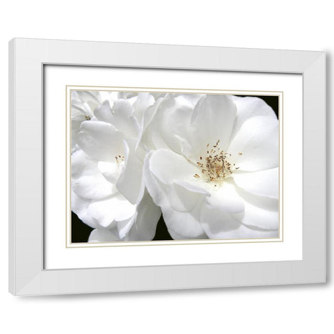 Rose White 4 White Modern Wood Framed Art Print with Double Matting by Schell, Jennie Marie