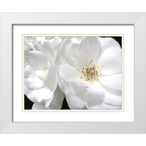Rose White 4 White Modern Wood Framed Art Print with Double Matting by Schell, Jennie Marie
