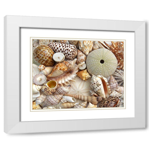 Seashells 1 White Modern Wood Framed Art Print with Double Matting by Schell, Jennie Marie