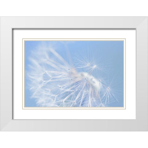Blue Dandelion Flower White Modern Wood Framed Art Print with Double Matting by Schell, Jennie Marie