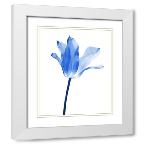 Blue Tulip Flower White Modern Wood Framed Art Print with Double Matting by Schell, Jennie Marie