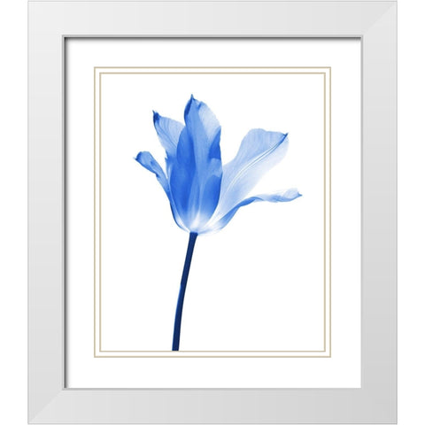 Blue Tulip Flower White Modern Wood Framed Art Print with Double Matting by Schell, Jennie Marie