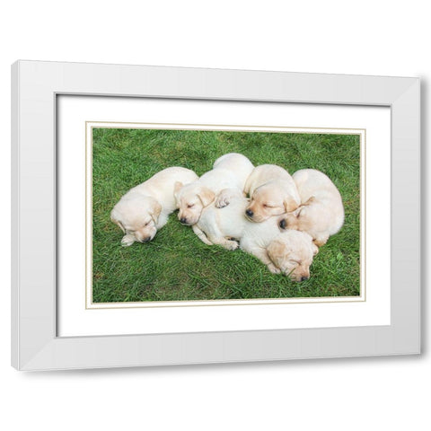 Dog Lab Puppies White Modern Wood Framed Art Print with Double Matting by Schell, Jennie Marie
