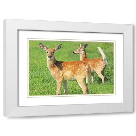 Fawn Twins White Modern Wood Framed Art Print with Double Matting by Schell, Jennie Marie