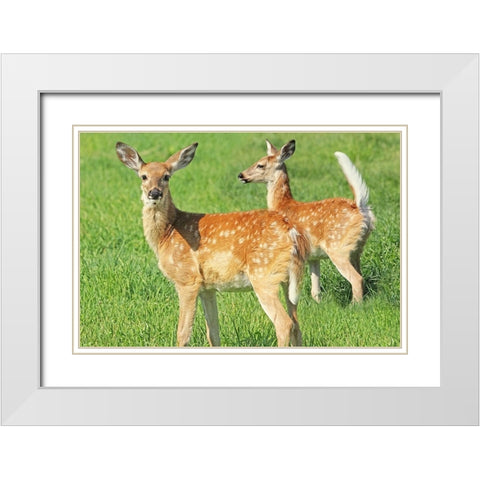 Fawn Twins White Modern Wood Framed Art Print with Double Matting by Schell, Jennie Marie