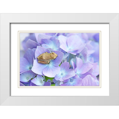 Little Frog On Flower White Modern Wood Framed Art Print with Double Matting by Schell, Jennie Marie