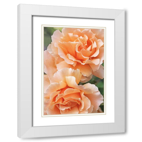 Rose Orange 7 White Modern Wood Framed Art Print with Double Matting by Schell, Jennie Marie