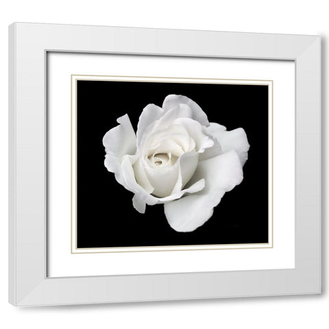 Rose White 5 White Modern Wood Framed Art Print with Double Matting by Schell, Jennie Marie