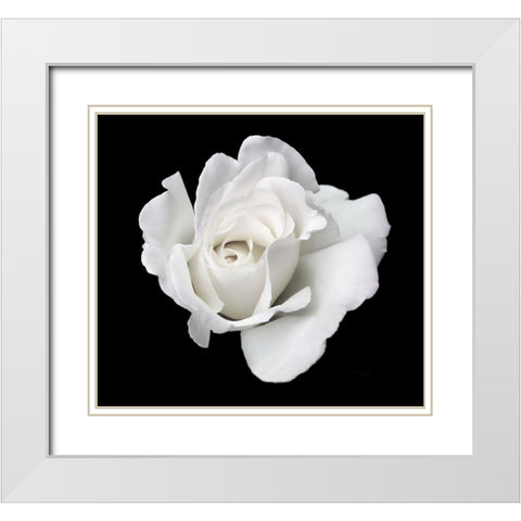 Rose White 5 White Modern Wood Framed Art Print with Double Matting by Schell, Jennie Marie