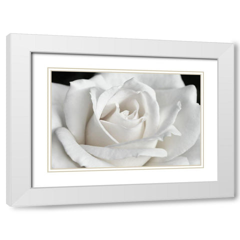 Rose White 6 White Modern Wood Framed Art Print with Double Matting by Schell, Jennie Marie