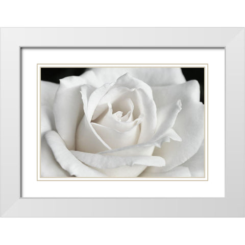 Rose White 6 White Modern Wood Framed Art Print with Double Matting by Schell, Jennie Marie