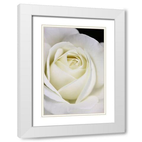 Rose White 7 White Modern Wood Framed Art Print with Double Matting by Schell, Jennie Marie