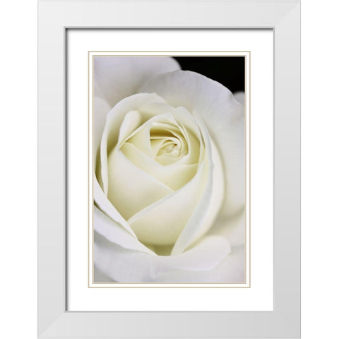 Rose White 7 White Modern Wood Framed Art Print with Double Matting by Schell, Jennie Marie