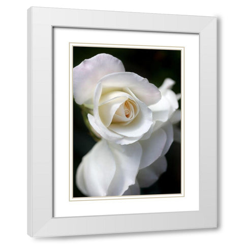 Rose White 8 White Modern Wood Framed Art Print with Double Matting by Schell, Jennie Marie