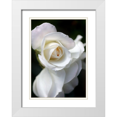 Rose White 8 White Modern Wood Framed Art Print with Double Matting by Schell, Jennie Marie