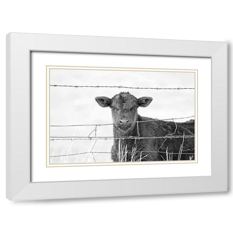Calf Gaze Black And White White Modern Wood Framed Art Print with Double Matting by Schell, Jennie Marie