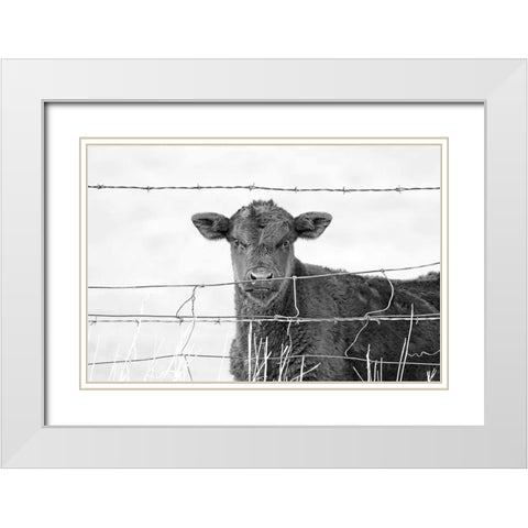Calf Gaze Black And White White Modern Wood Framed Art Print with Double Matting by Schell, Jennie Marie