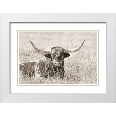 Longhorn Bull Sepia White Modern Wood Framed Art Print with Double Matting by Schell, Jennie Marie