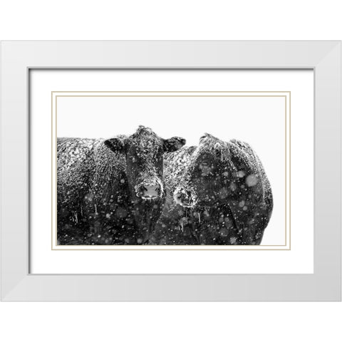Black Cattle In Snow 1 White Modern Wood Framed Art Print with Double Matting by Schell, Jennie Marie