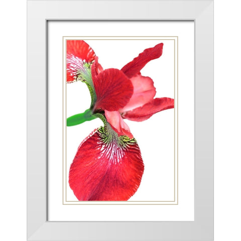 Iris Flower Red White Modern Wood Framed Art Print with Double Matting by Schell, Jennie Marie