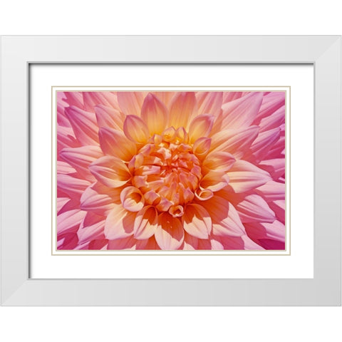 Pink Dahlia Flower White Modern Wood Framed Art Print with Double Matting by Schell, Jennie Marie