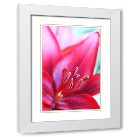 Pink Daylily Macro Flower White Modern Wood Framed Art Print with Double Matting by Schell, Jennie Marie