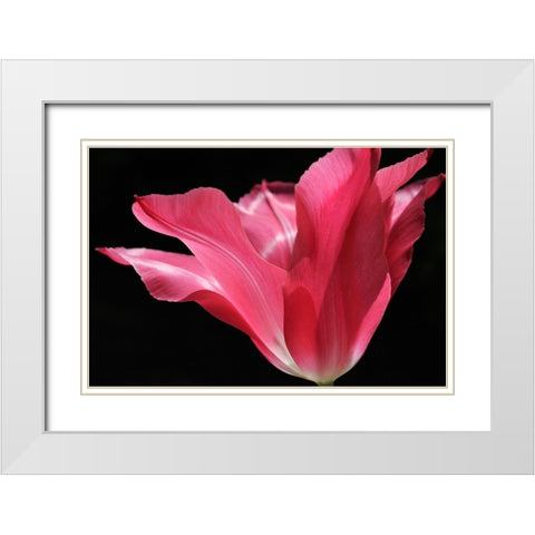 Pink Star Tulip Flower White Modern Wood Framed Art Print with Double Matting by Schell, Jennie Marie
