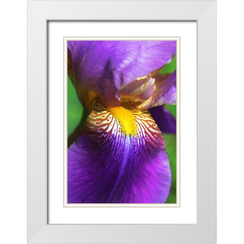 Purple Bearded Iris Flower White Modern Wood Framed Art Print with Double Matting by Schell, Jennie Marie