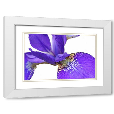 Purple Japanese Iris Flower White Modern Wood Framed Art Print with Double Matting by Schell, Jennie Marie