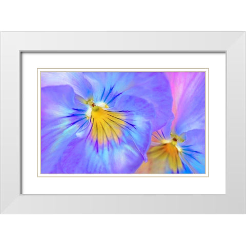 Purple Pansy Flower White Modern Wood Framed Art Print with Double Matting by Schell, Jennie Marie