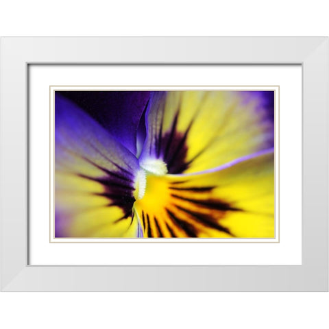 Purple Pansy Macro Flower White Modern Wood Framed Art Print with Double Matting by Schell, Jennie Marie