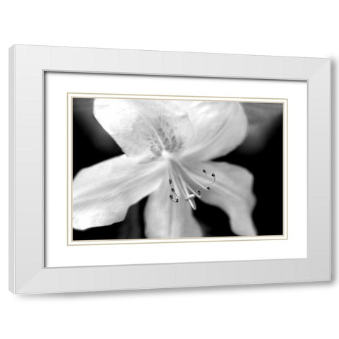 Azalea Flower Macro Black and White White Modern Wood Framed Art Print with Double Matting by Schell, Jennie Marie