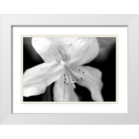 Azalea Flower Macro Black and White White Modern Wood Framed Art Print with Double Matting by Schell, Jennie Marie