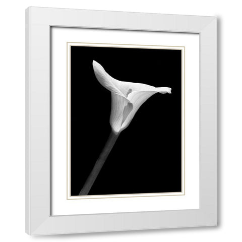 Calla Lily Flower Black and White 1 White Modern Wood Framed Art Print with Double Matting by Schell, Jennie Marie