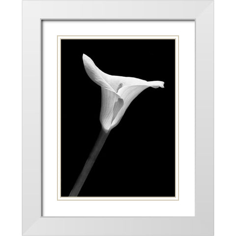 Calla Lily Flower Black and White 1 White Modern Wood Framed Art Print with Double Matting by Schell, Jennie Marie