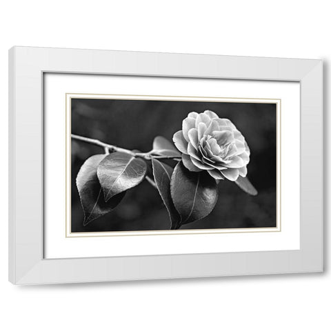 Camellia Flower Black and White White Modern Wood Framed Art Print with Double Matting by Schell, Jennie Marie