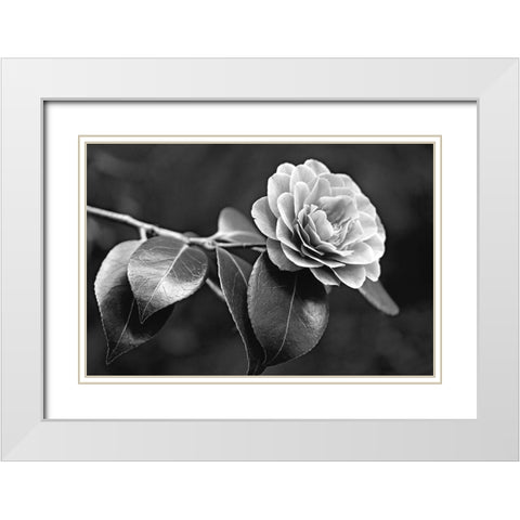Camellia Flower Black and White White Modern Wood Framed Art Print with Double Matting by Schell, Jennie Marie