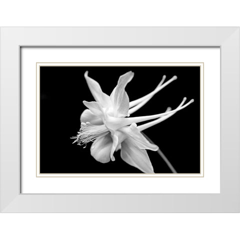 Columbine Wildflower Macro Black and White White Modern Wood Framed Art Print with Double Matting by Schell, Jennie Marie