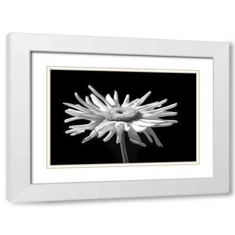 Daisy Flower Macro Black and White 1 White Modern Wood Framed Art Print with Double Matting by Schell, Jennie Marie