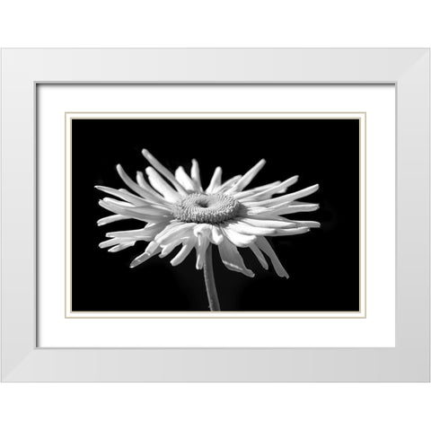 Daisy Flower Macro Black and White 1 White Modern Wood Framed Art Print with Double Matting by Schell, Jennie Marie
