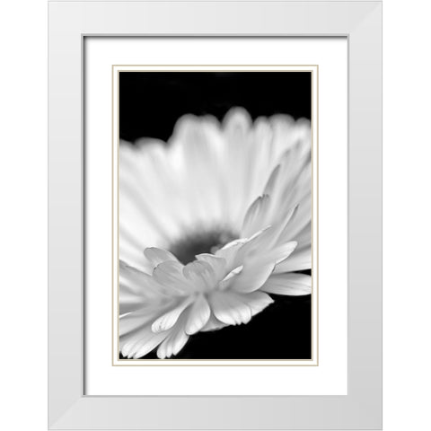 Daisy Flower Macro Black and White 2 White Modern Wood Framed Art Print with Double Matting by Schell, Jennie Marie