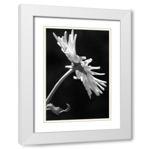 Daisy Flower Macro Black and White 3 White Modern Wood Framed Art Print with Double Matting by Schell, Jennie Marie