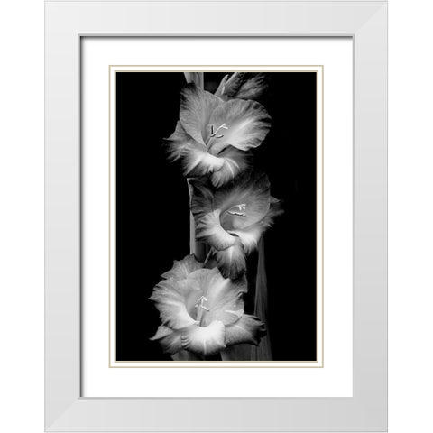 Gladiola Flowers Black and White White Modern Wood Framed Art Print with Double Matting by Schell, Jennie Marie