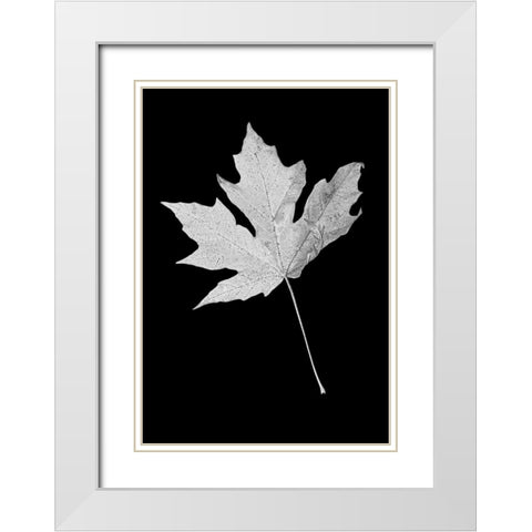 Leaf Black and White 1 White Modern Wood Framed Art Print with Double Matting by Schell, Jennie Marie
