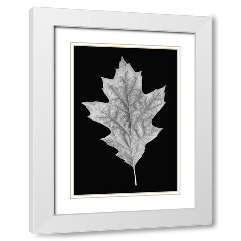 Leaf Black and White 3 White Modern Wood Framed Art Print with Double Matting by Schell, Jennie Marie